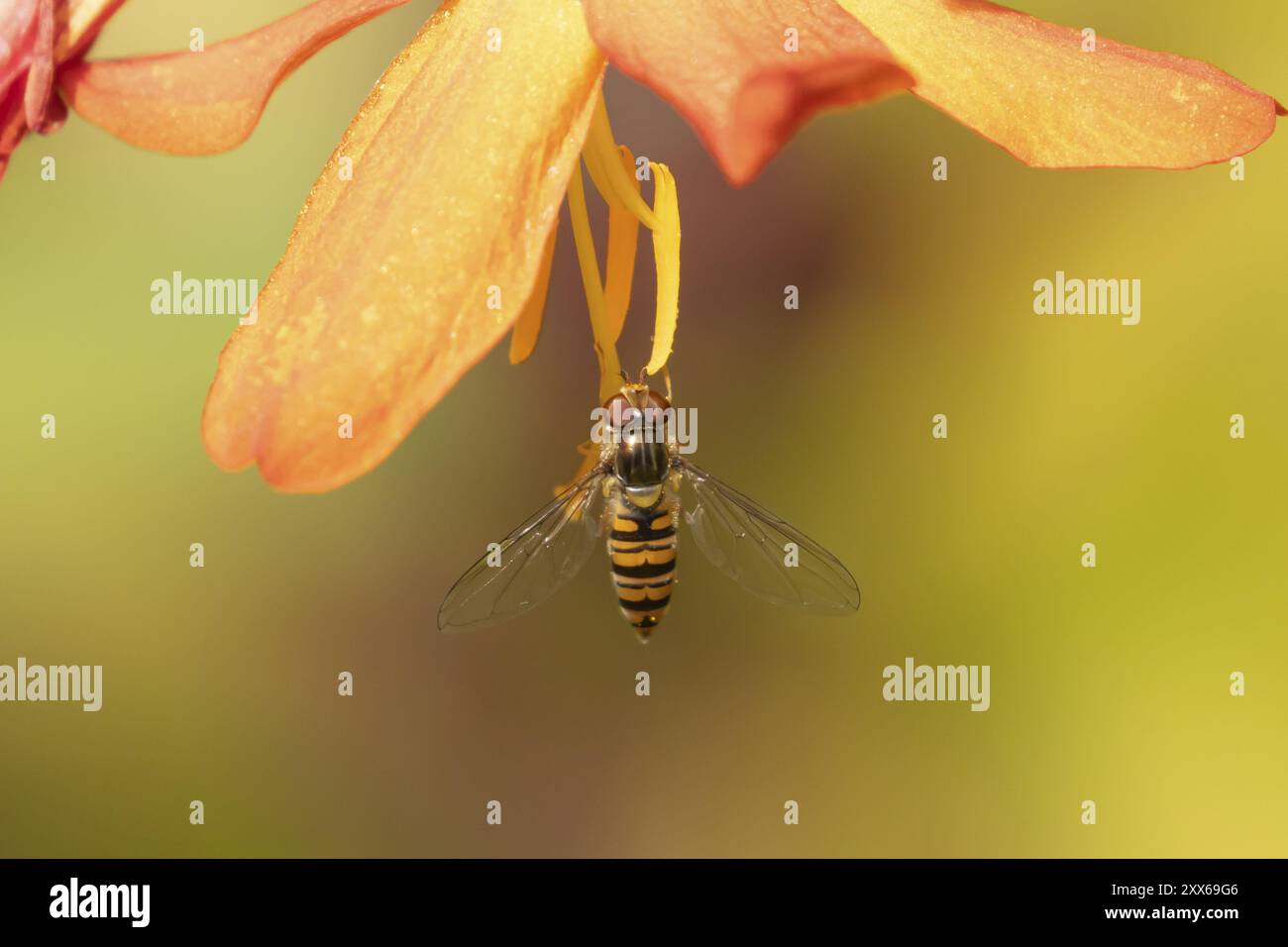 Gewöhnliche hoverfly (Eupeodes corollae), adultes Insekteninsekt auf einem Orangengarten Crocosmia Blume, Suffolk, England, Vereinigtes Königreich, Europa Stockfoto