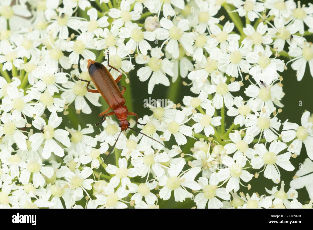 Gemeiner Roter Soldat-Käfer (Rhagonycha fulva) erwachsenes Insekt auf einem weißen Blumenkopf, Suffolk, England, Vereinigtes Königreich, Europa Stockfoto