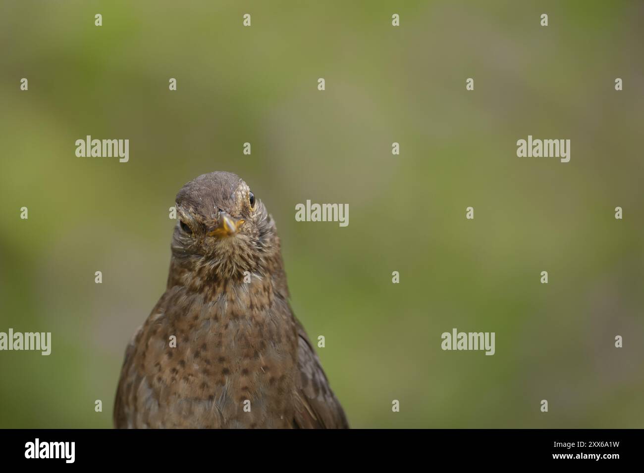 Eurasische Amsel (Turdus merula) Erwachsene weibliche Vogelkopfporträt, Suffolk, England, Vereinigtes Königreich, Europa Stockfoto