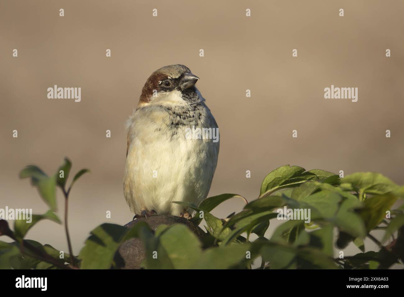 Haussperling (Passer domesticus) ausgewachsener männlicher Vogel in einer Gartenhecke, Suffolk, England, Vereinigtes Königreich, Europa Stockfoto