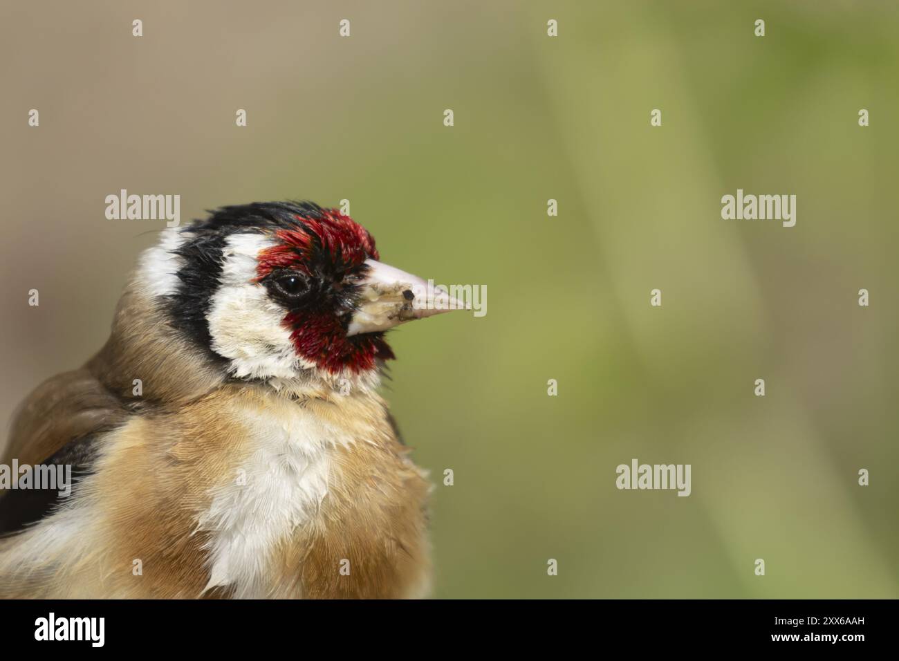 Europäischer Goldfink (Carduelis carduelis) Erwachsener Vogelkopf Porträt im Sommer, Suffolk, England, Vereinigtes Königreich, Europa Stockfoto