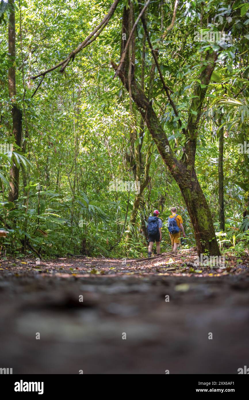 Touristen erkunden Regenwald, dichte Vegetation, Tortuguero Nationalpark, Costa Rica, Mittelamerika Stockfoto