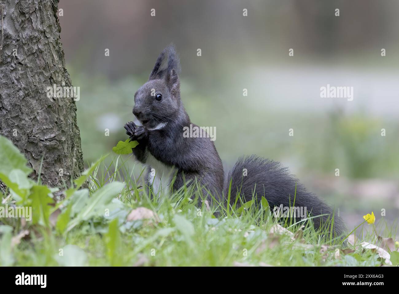 Eurasisches Rothörnchen (Sciurus vulgaris) isst Löwenzahnblatt, Österreich, Oberösterreich, Europa Stockfoto