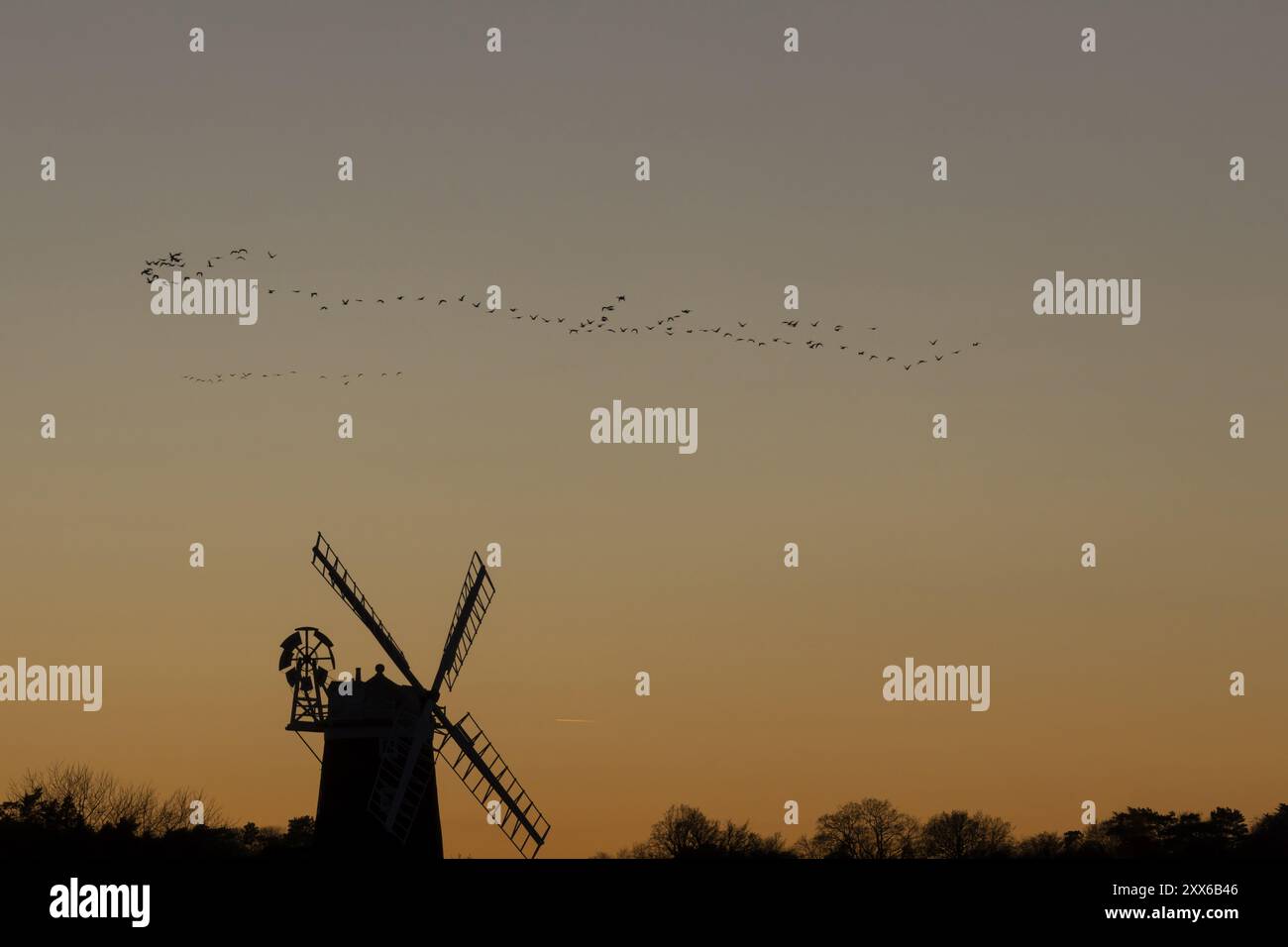 Anser brachyrhynchus (Anser brachyrhynchus) erwachsene Vögel im Flug in einer Herde oder einem Knäuel über einer Windmühle bei Sonnenuntergang, Cley-next-to-the-Sea, Norfolk, England, Stockfoto