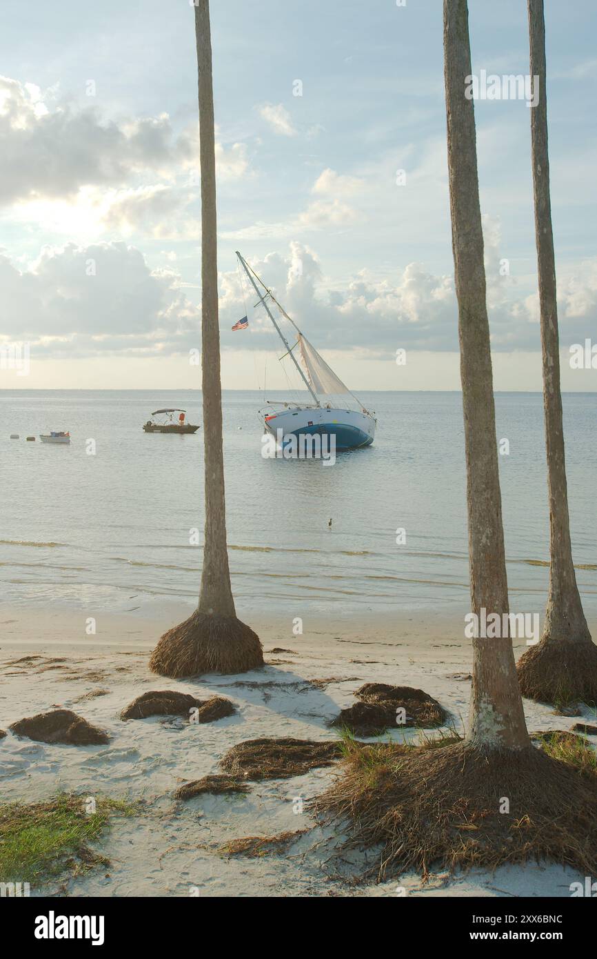 Weite Aussicht südöstlich vom North Shore Park über Tampa Bay in Richtung Pier. Mehrere hohe Palmen im Vordergrund des Strandes. Mehrere Möwen Stockfoto