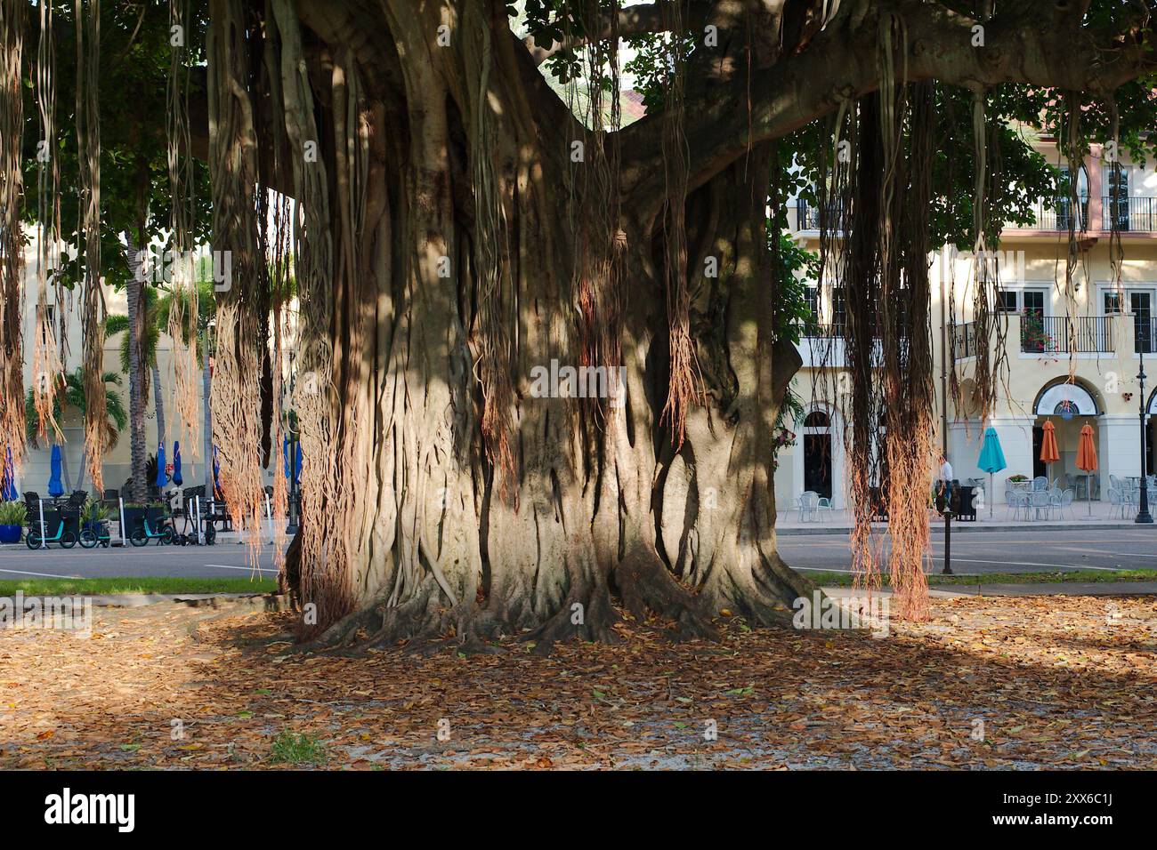 Großer Banyan-Baum mit breiter Aussicht am frühen Morgen Sonnenschein und Schatten im North Straub Park St. Petersburg, FL. Brauner Rumpf und Wurzeln, die nach unten hängen Stockfoto