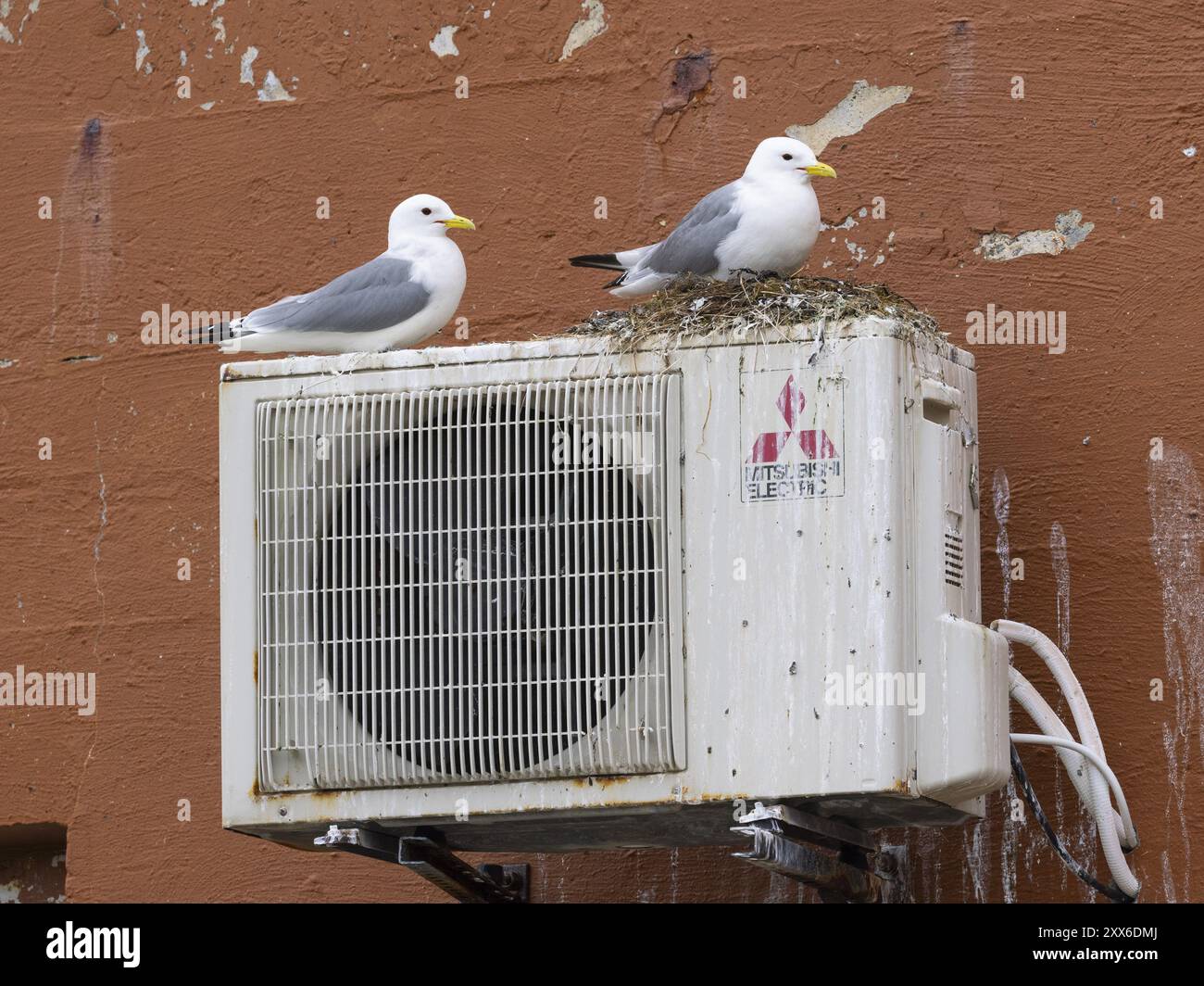 Schwarzbeinige Kätzchen (Rissa tridactyla), Brutvögel im Nest, gebaut auf der Spitze des Fischerhafens, Ventilator Ventilator Ventilator, May, Varanger Fjord, Norwa Stockfoto