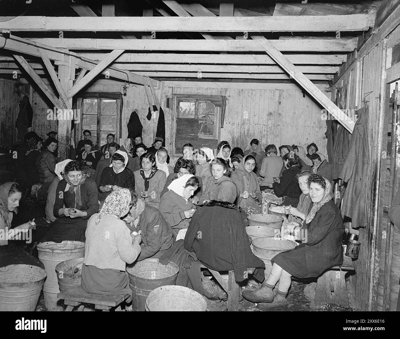 Weibliche Überlebende, die Kartoffeln in einer Kaserne im KZ Bergen-Belsen schälen. Das Foto stammt vom 28. April 1945, 13 Tage nach der Befreiung des Lagers durch britische und kanadische Truppen. Die Lage des Lagers im Westen Deutschlands bedeutete, dass Tausende von Menschen dorthin geschickt wurden, als der Osten fiel. 18000 Menschen starben allein im März 1945, 10000 starben in den zwei Wochen nach der Befreiung. Sie starben eher an Krankheiten und Vernachlässigung als an systematischen Misshandlungen, wie sie anderswo zu beobachten waren. Stockfoto