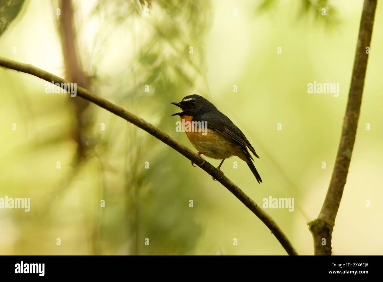 Ficedula hyperythra annalisa (Ficedula hyperythra annalisa) ist eine Vogelart des Fliegenfängers der Alten Welt. Dieses Foto wurde in Sulawesi aufgenommen. Stockfoto