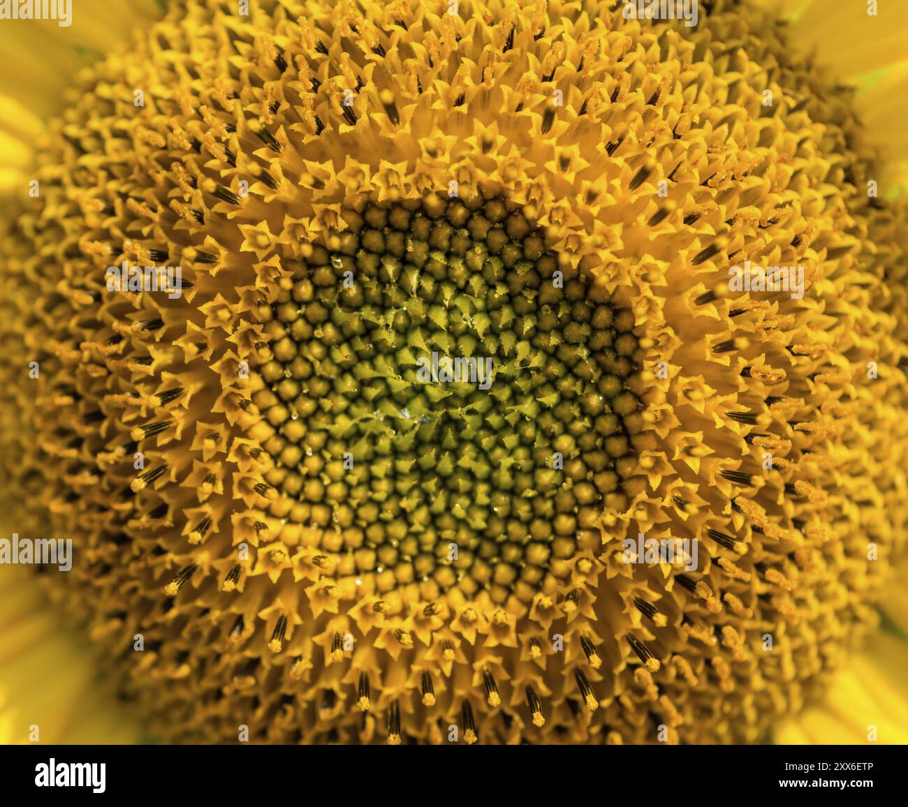 Sonnenblumen auf einem Feld in der Sommersonne (detaillierte Nahaufnahme erschossen) Stockfoto