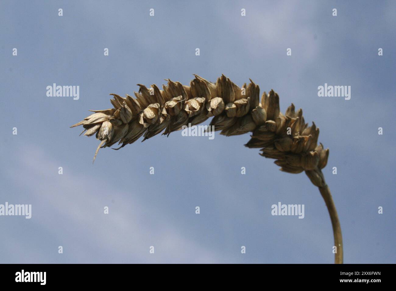 Maisohr vor blauem Himmel Stockfoto