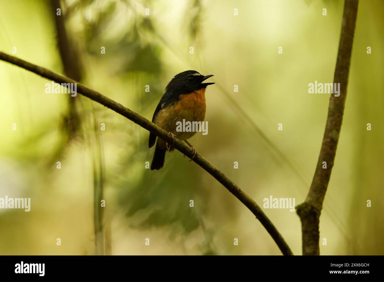 Ficedula hyperythra annalisa (Ficedula hyperythra annalisa) ist eine Vogelart des Fliegenfängers der Alten Welt. Dieses Foto wurde in Sulawesi aufgenommen. Stockfoto