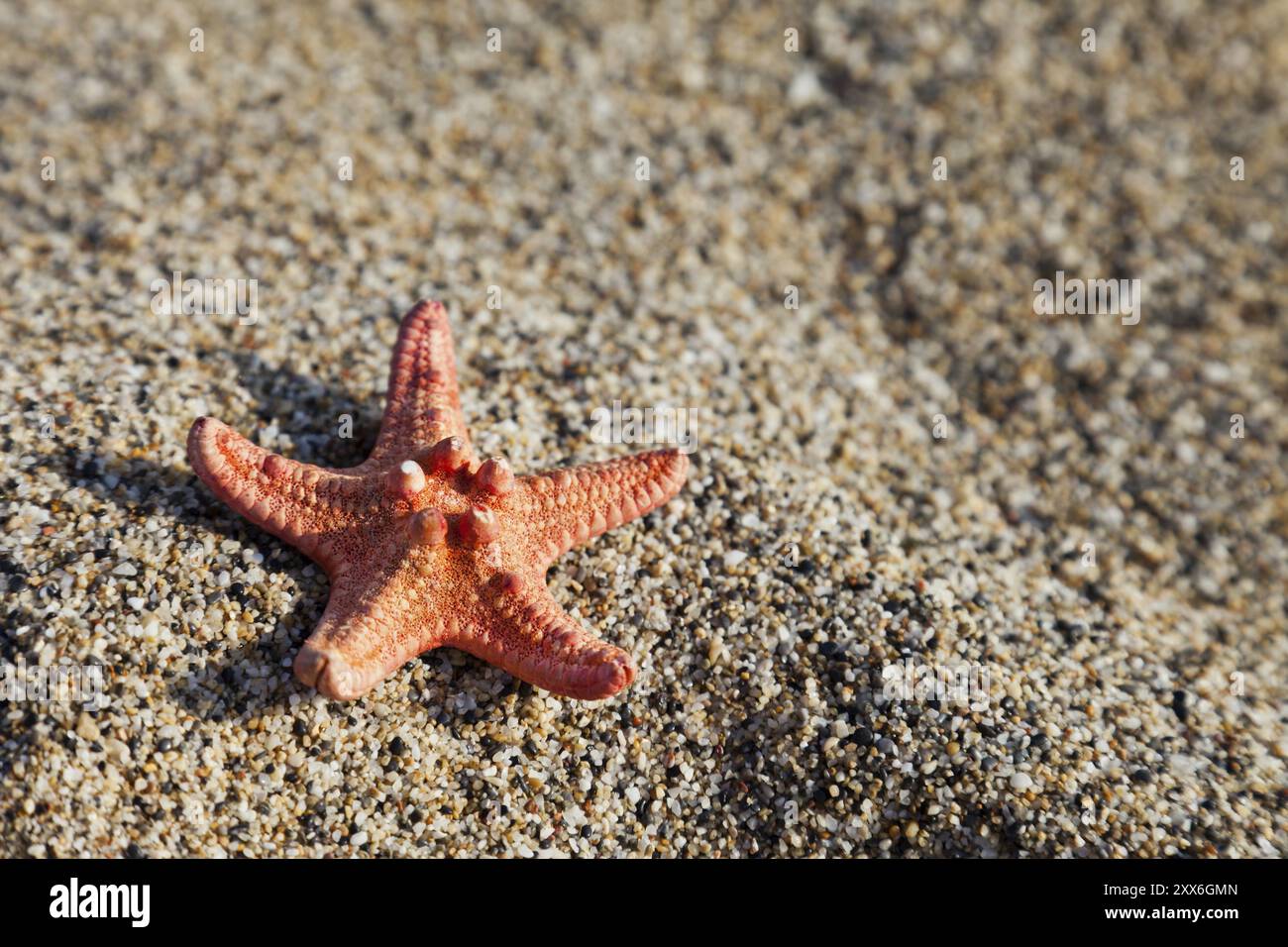 Sommerurlaub, Seesterne am Sandstrand Stockfoto