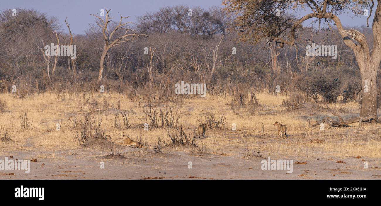 Löwengruppe im Hwange Nationalpark, Simbabwe während der Wintersaison Stockfoto