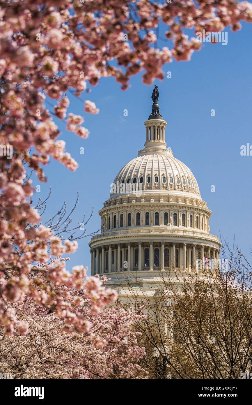 US Capitol Hill in Kirschblüte Stockfoto