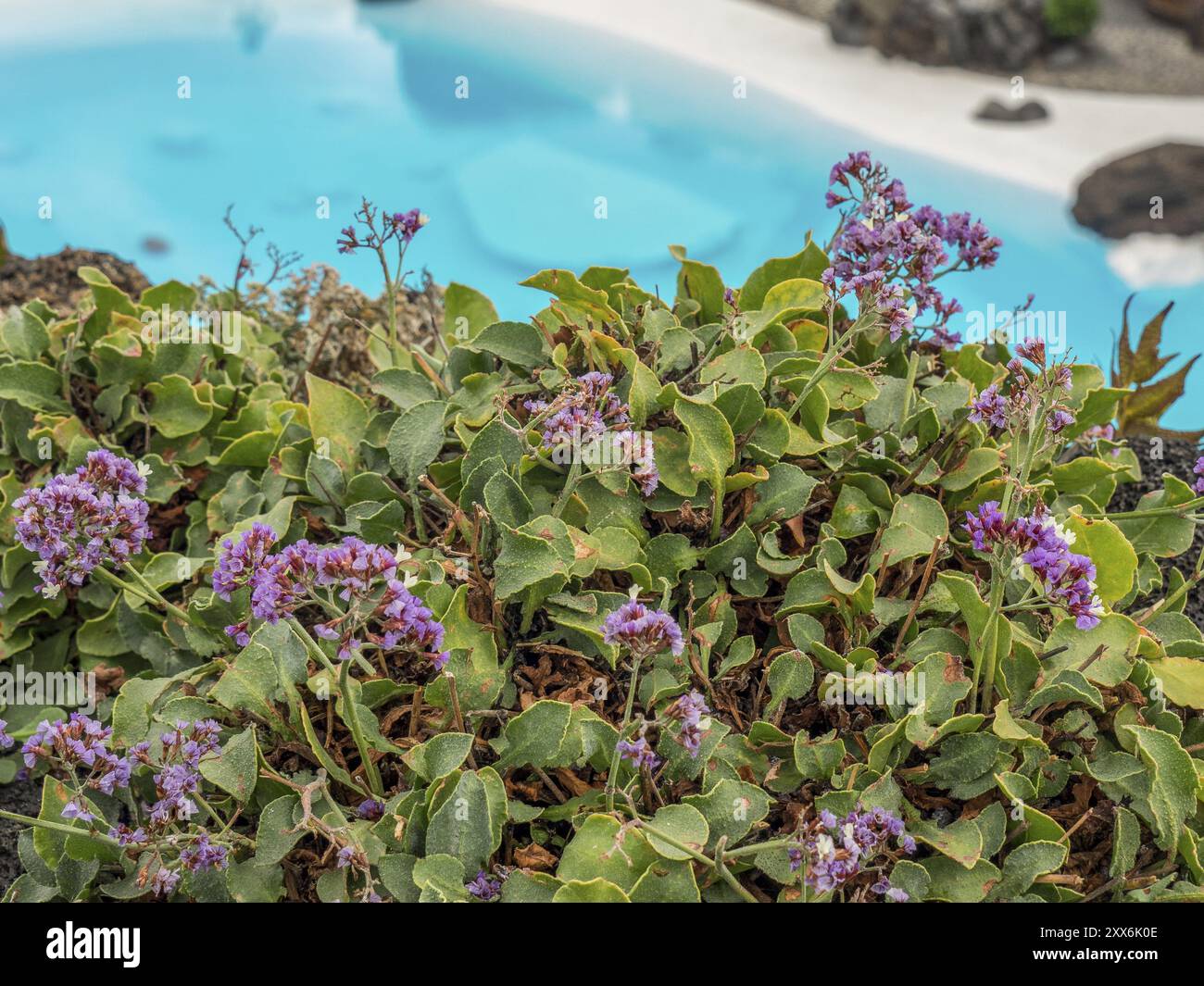 Lila blühende Pflanzen in der Nähe eines blauen Pools, lanzarote, Kanarische Inseln, Spanien, Europa Stockfoto