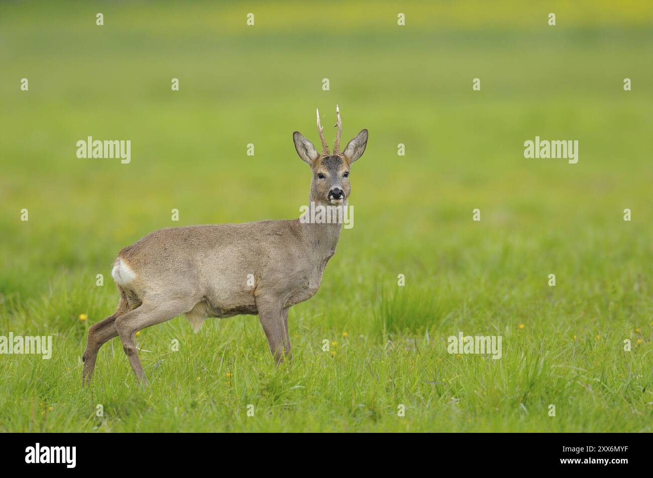 Rehbock im Frühjahr, Capreolus capreolus, Deutschland, Europa Stockfoto