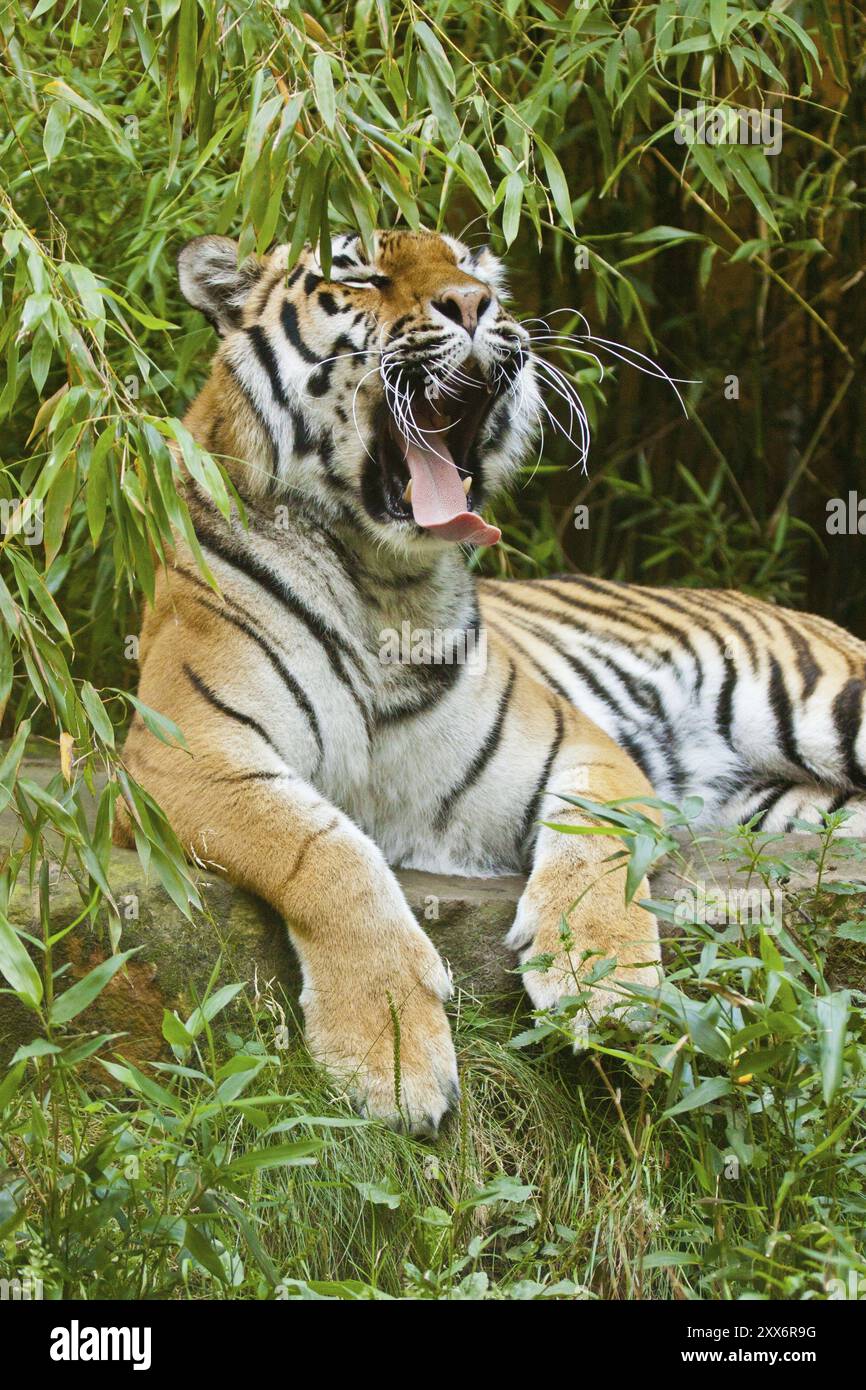 Sibirischer Tiger (Anthera tigris altaica) Stockfoto