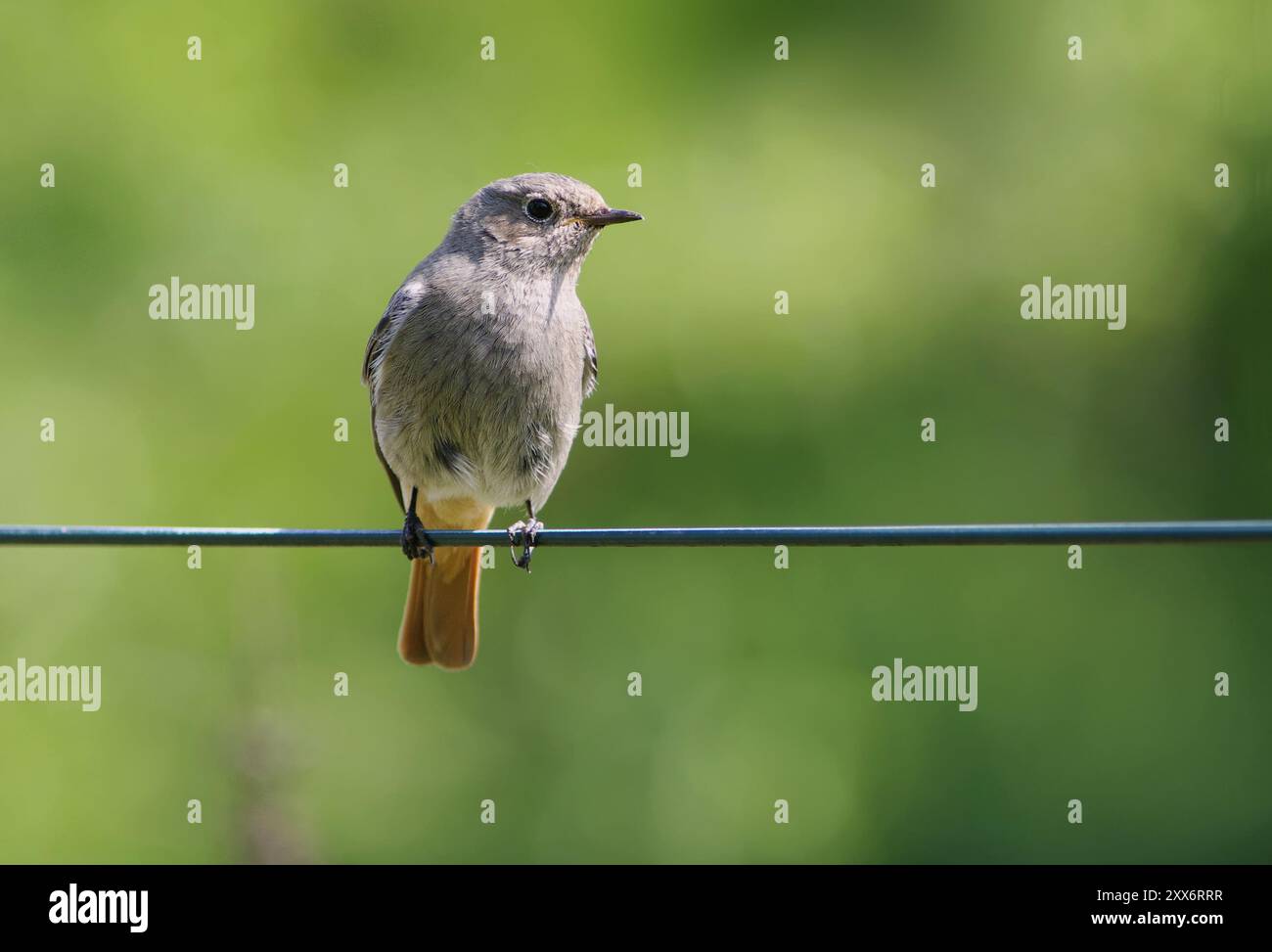 Gemeinsamer Rotstart (Phoenicurus phoenicurus), gemeinsamer Rotstart Stockfoto