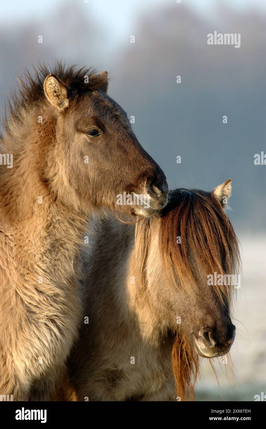 Die beiden Duelmen Ponys in ihren Wintermänteln stehen harmonisch zusammen und genießen die Frühlingssonne, Merfelder Bruch, Duelmen, Nordrhein-Westfalen, Ger Stockfoto