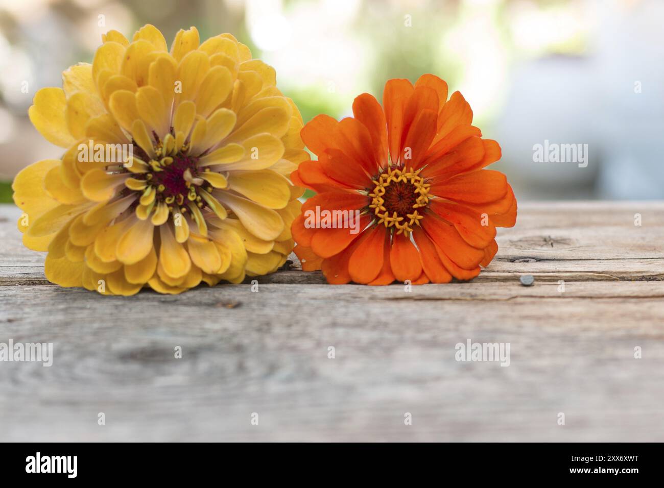 Bunte Blumen liegen auf einem rustikalen Holztisch. Kopierbereich Stockfoto