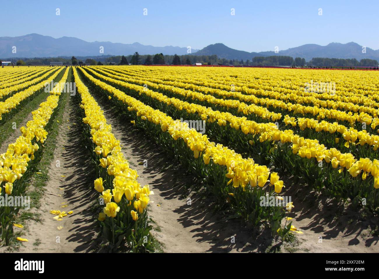 Yellow Tulip Field mit Bergen im Hintergrund (Reihen der Tulpen) beim Skagit Valley Tulip Festival in Mount Vernon, Washington Stockfoto