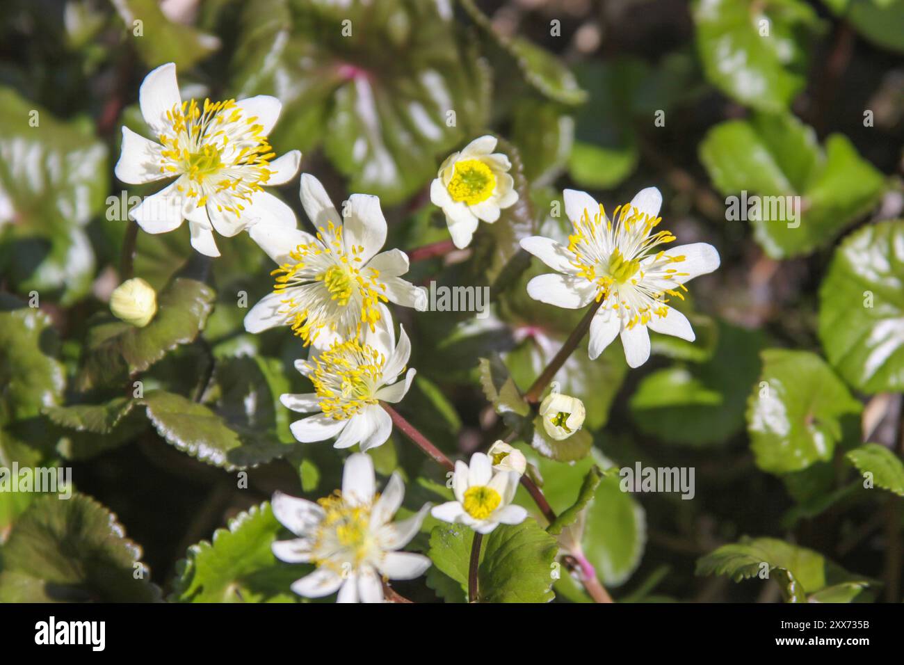 Howell's Marsh Marigold (Caltha) Stockfoto