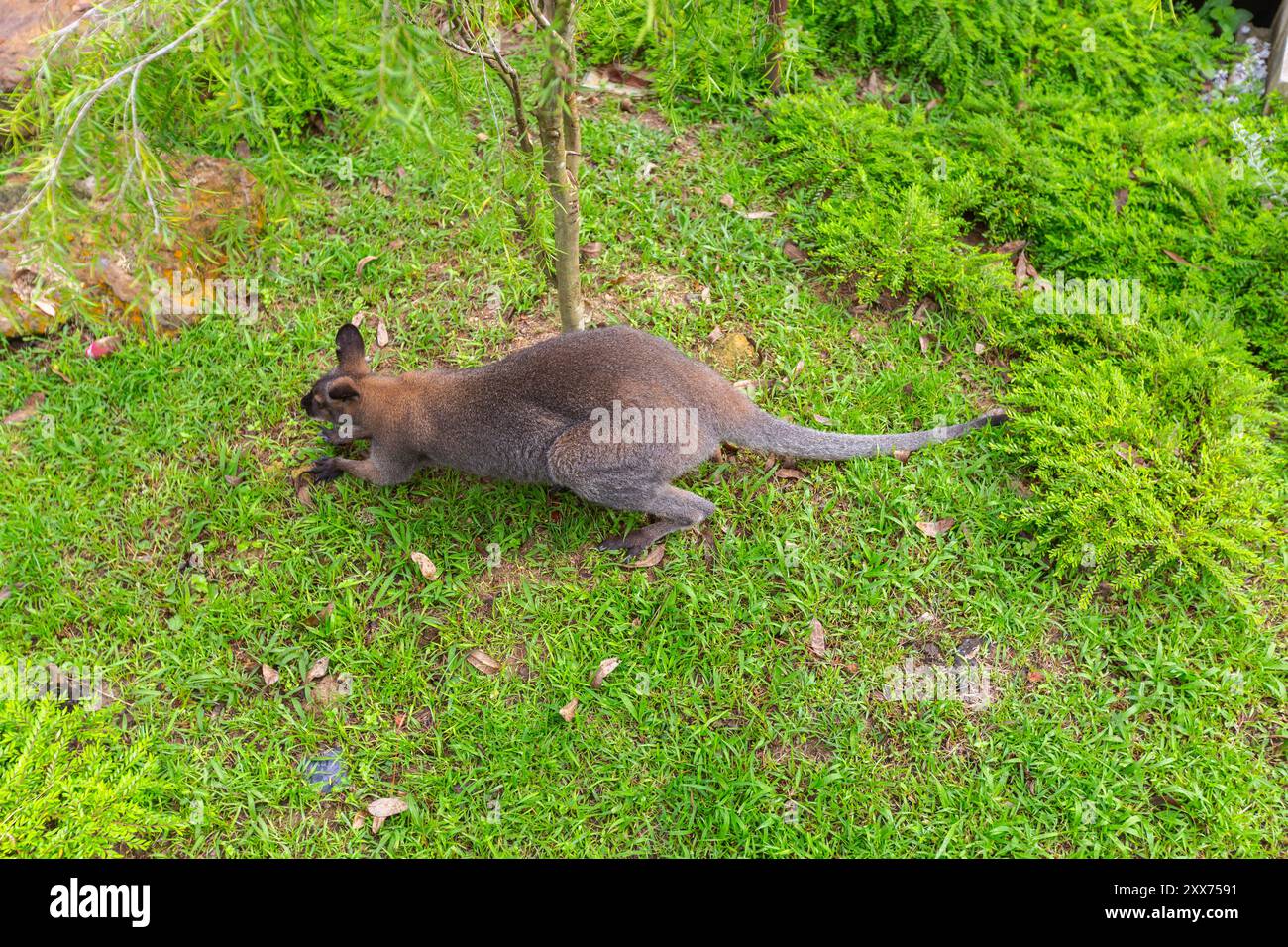 Von oben nach unten sehen Sie ein rotes Wallaby-Känguru, Erhaltung der Tierwelt im Bird Paradise, Mandai Wildlife Reserve. Singapur. Stockfoto
