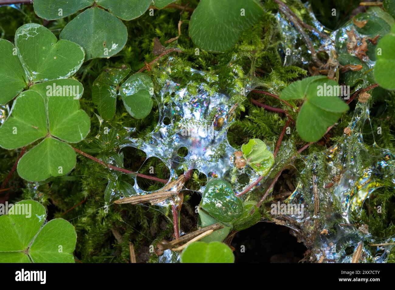 Schleimspur einer Schnecke in einem Wald in Europa. Draufsicht, Makroaufnahme, keine Personen. Stockfoto