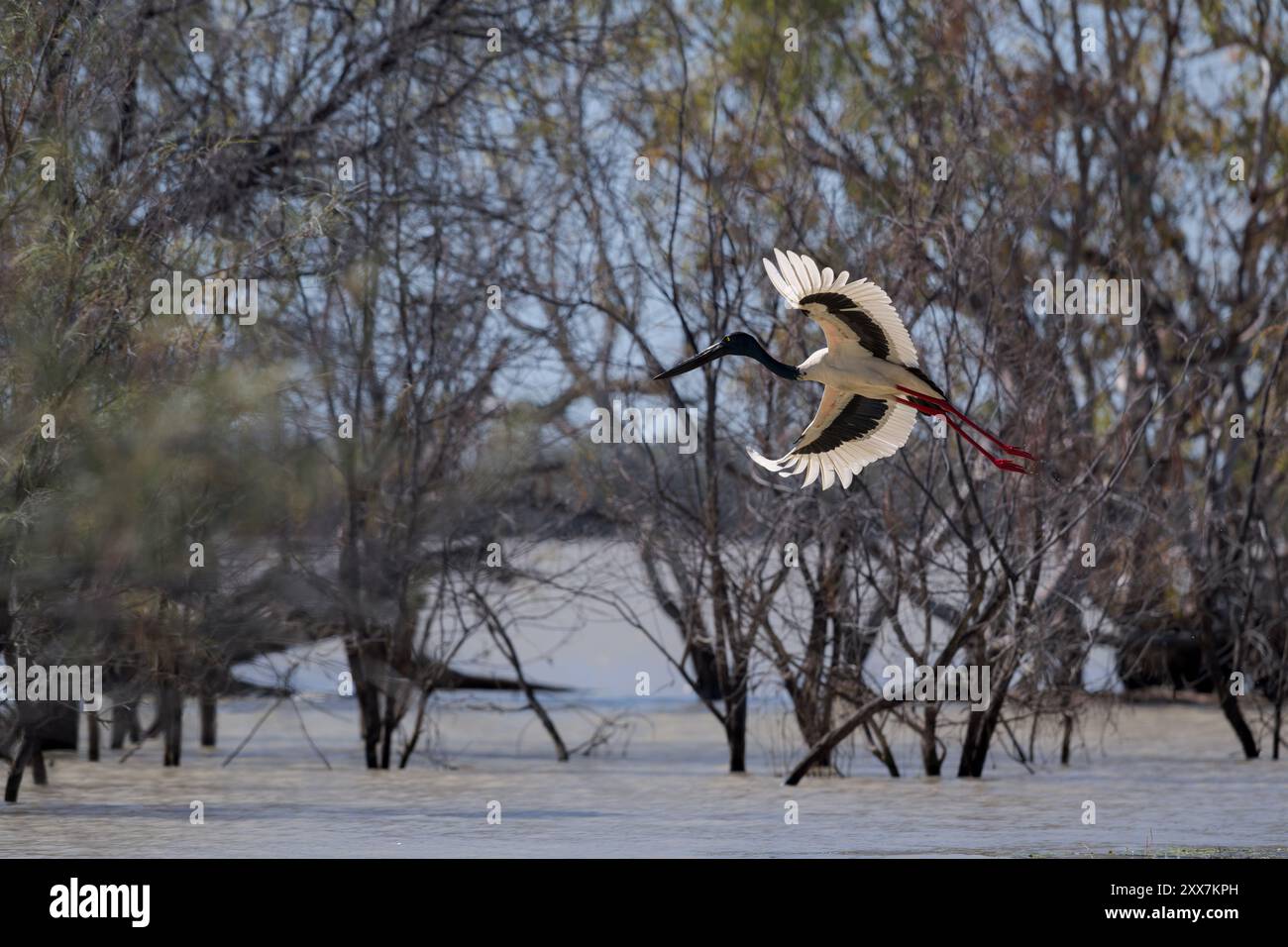 Ein weiblicher Schwarzhalsstorch, der durch seine goldenen Iris identifiziert wird, geht auf die Flucht, um nach mehr porduktiven Jagdgründen am Lake Dunn zu suchen. Stockfoto