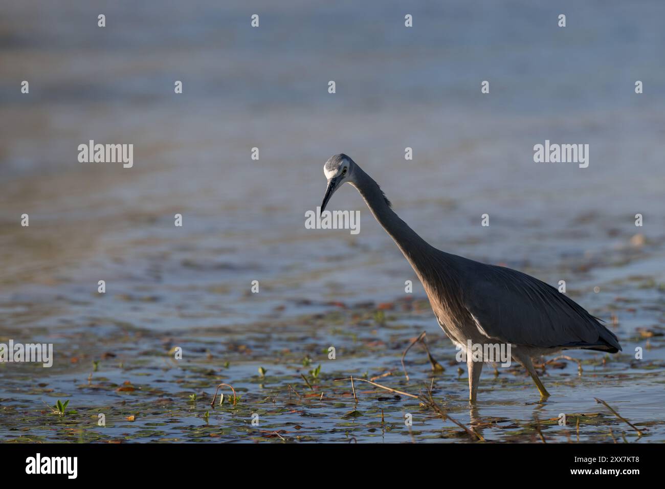 Ein einziger, weißgesichtiger Reiher im Tarnmodus weht durch das Sumpfland rund um Lake Dunn in Aramac, Australien, auf der Suche nach Beute. Stockfoto