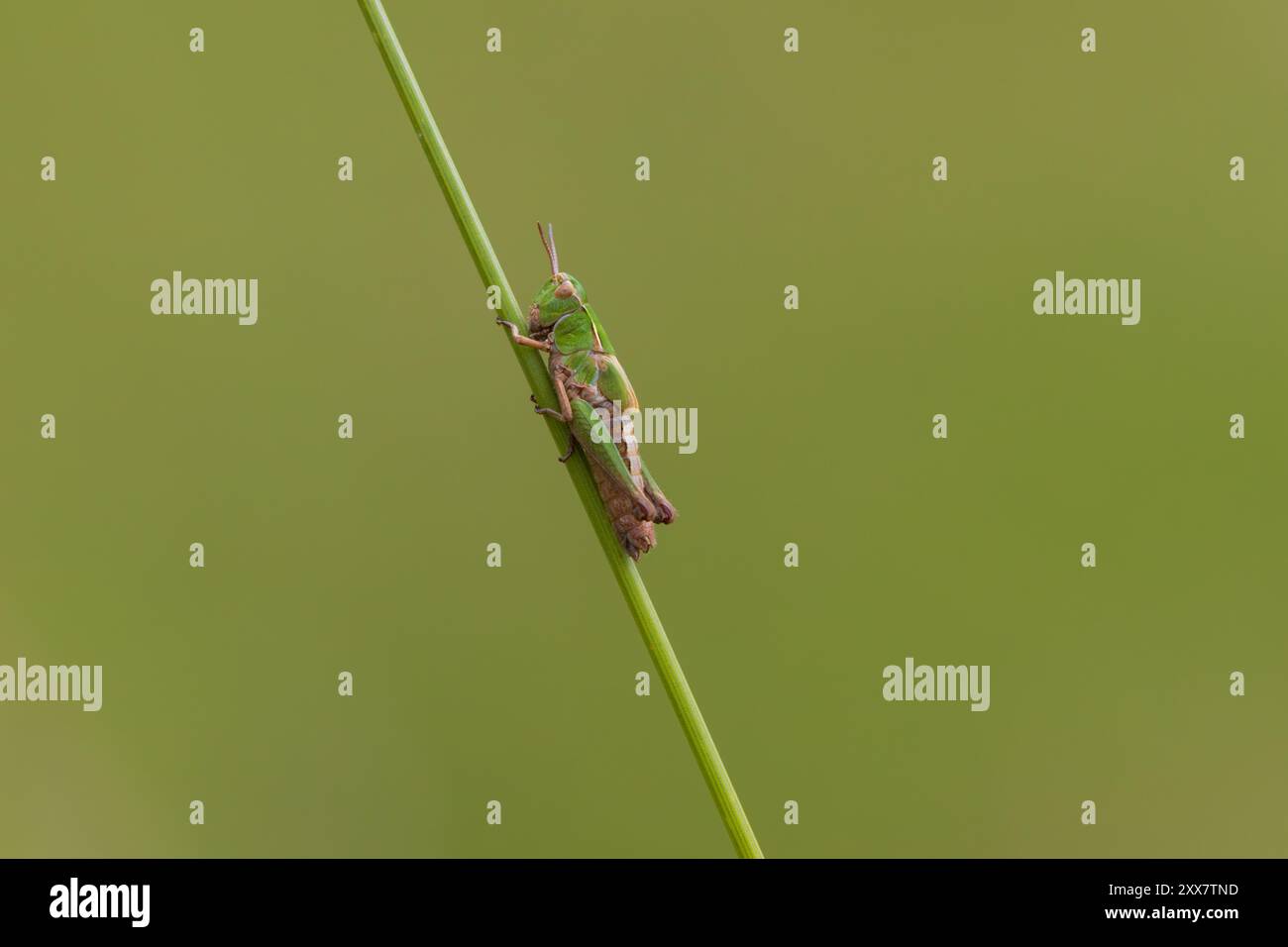 Gemeiner grüner Grasshopper, der einen Grashalm klettert. County Durham, England, Großbritannien. Stockfoto