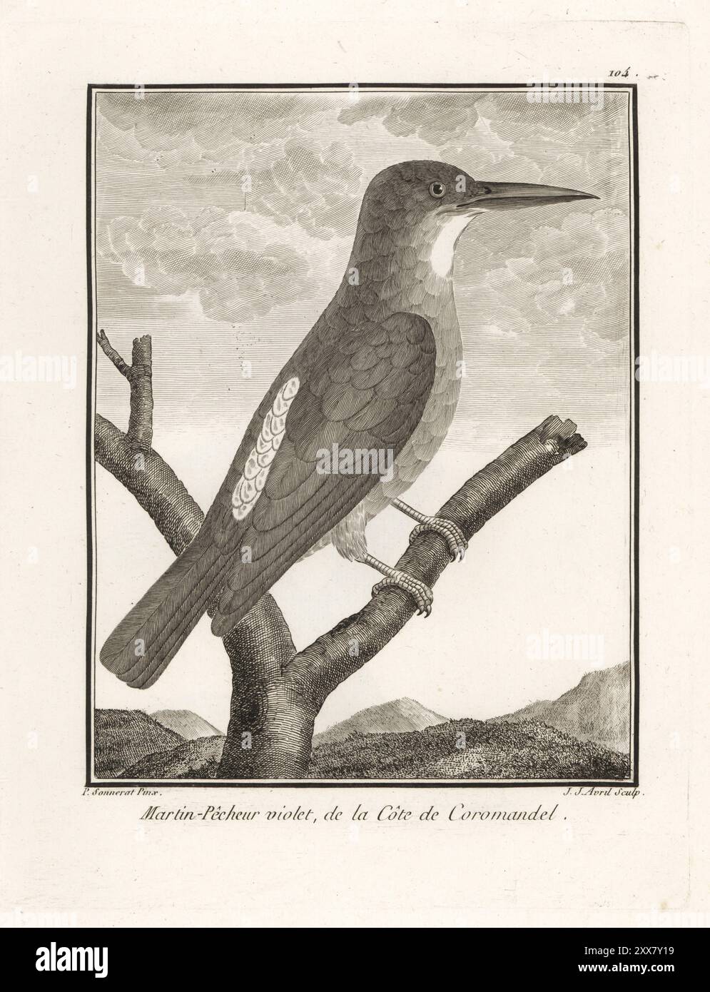 Ruddy kingfisher, Halcyon Coromanda. Sie ist in Ost- und Südostasien von Südkorea und Japan bis China und Indien beheimatet. Martin-pecheur Violet de la cote de Coromandel. Kupferstich von J. J. Avril nach einer Illustration von Pierre Sonnerat aus seiner Voyage aux Indes Orientales et à la Chine (Voyage to the East Indies and China, Dentu, Paris, 1806). Stockfoto