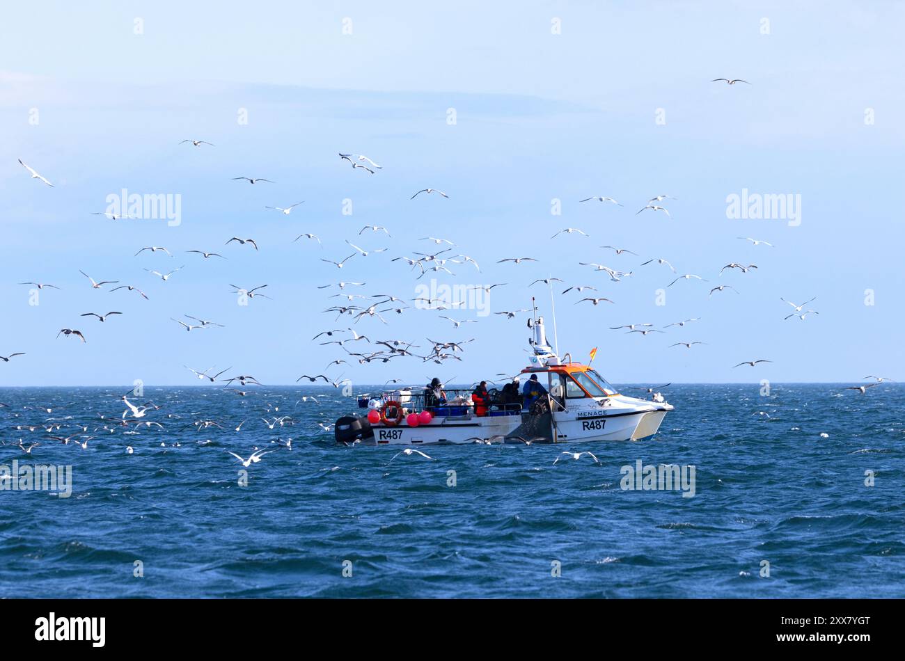 Eine Vielzahl von Möwenarten strömen um ein Krabbenfischboot herum, um Reste, die über Bord geworfen werden können, oder Beifänge zu schnappen. In Stockfoto