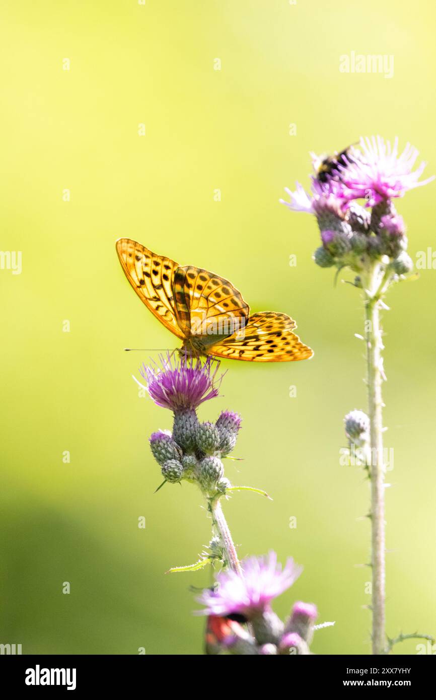 Edler Schmetterling, silbergewaschener Fritillary auf einer Sumpf-Kratzdistel, argynnis Paphia Stockfoto