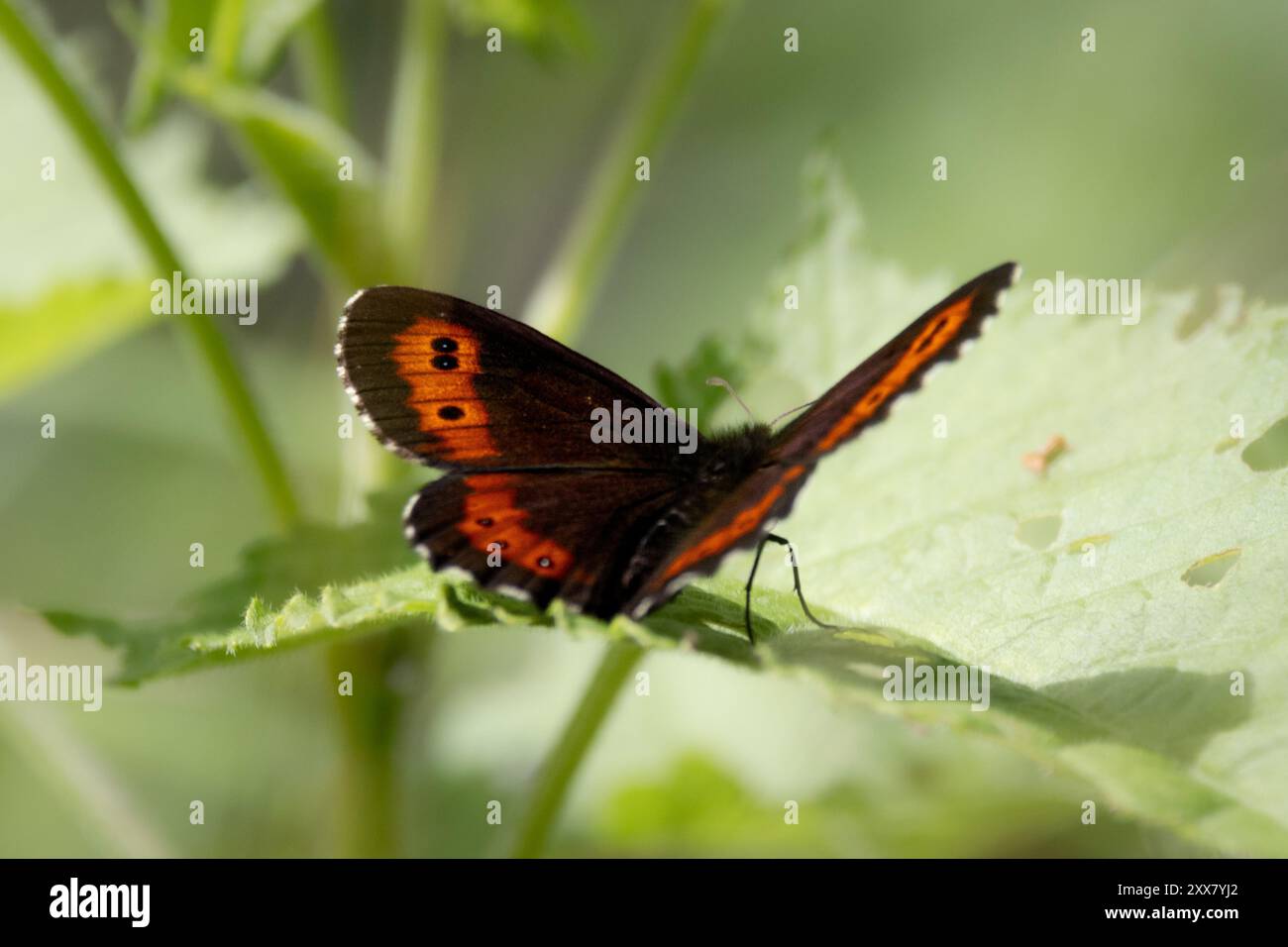 Arran Brown in der Natur, Erebia ligea Stockfoto