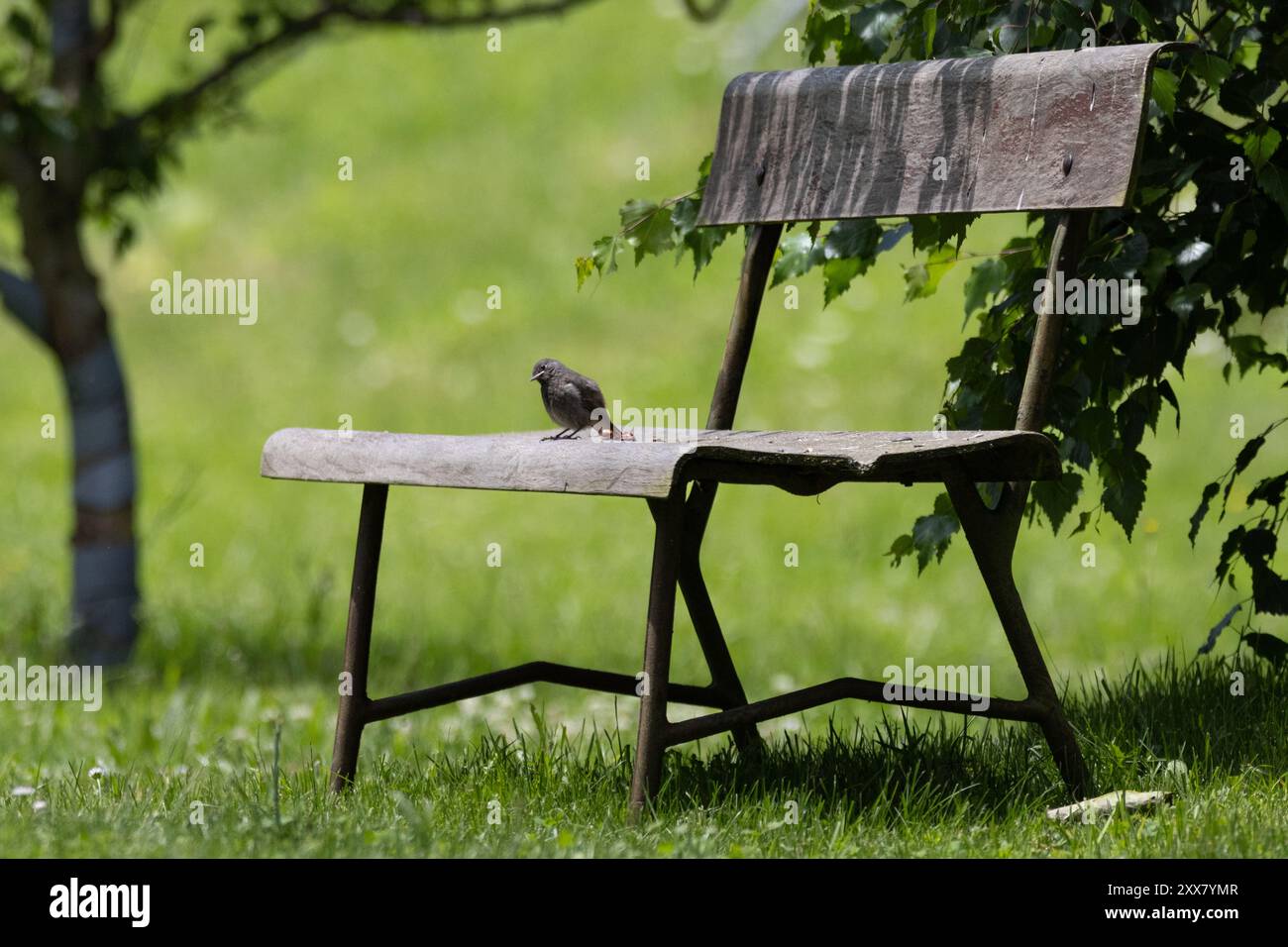 Kleiner singvogel auf einer Bank im Garten, Garten rotschwanzbänke, Phoenicurus phoenicurus Stockfoto