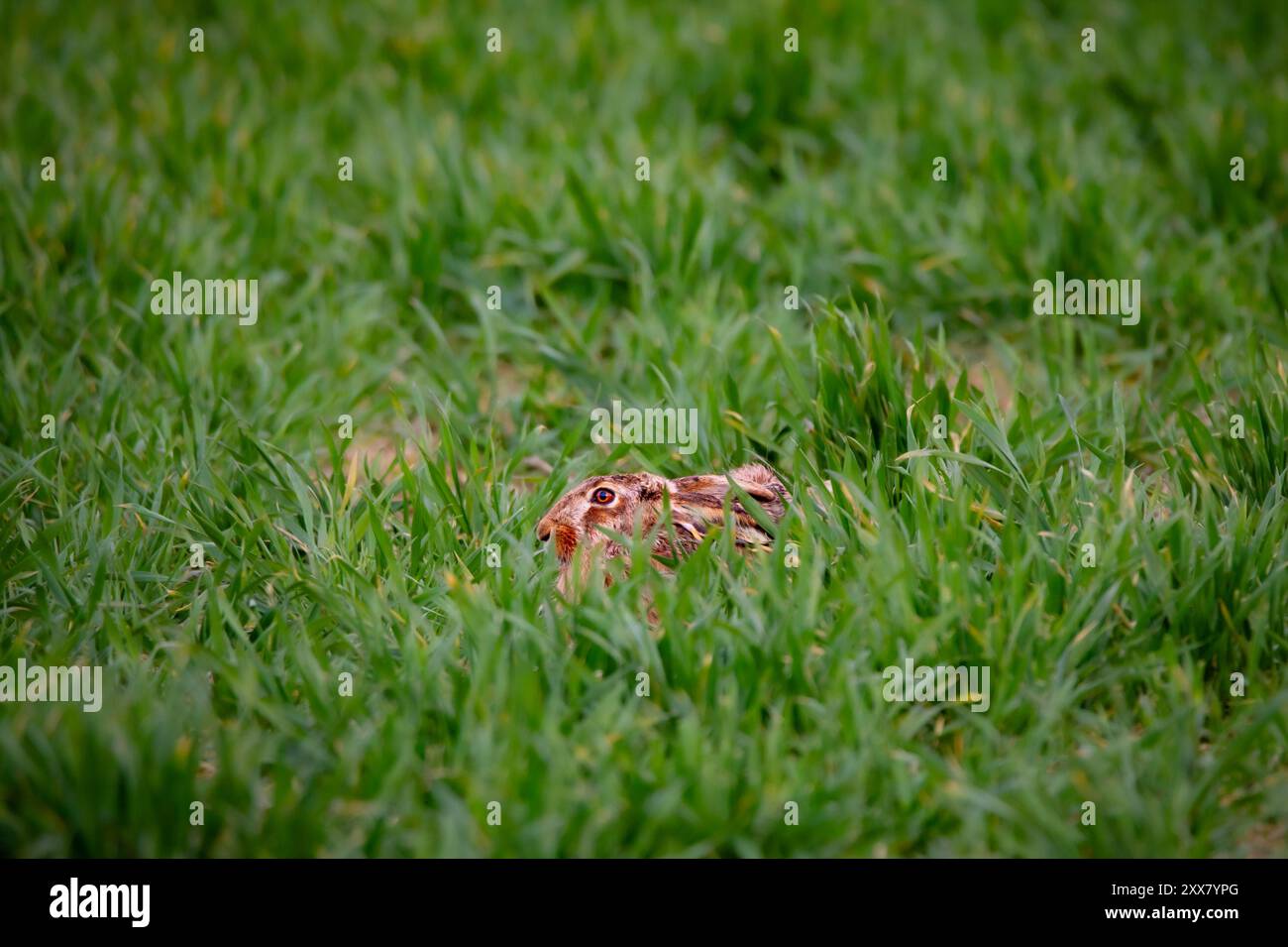 Feldhase im Gras, lepus europaeus Stockfoto
