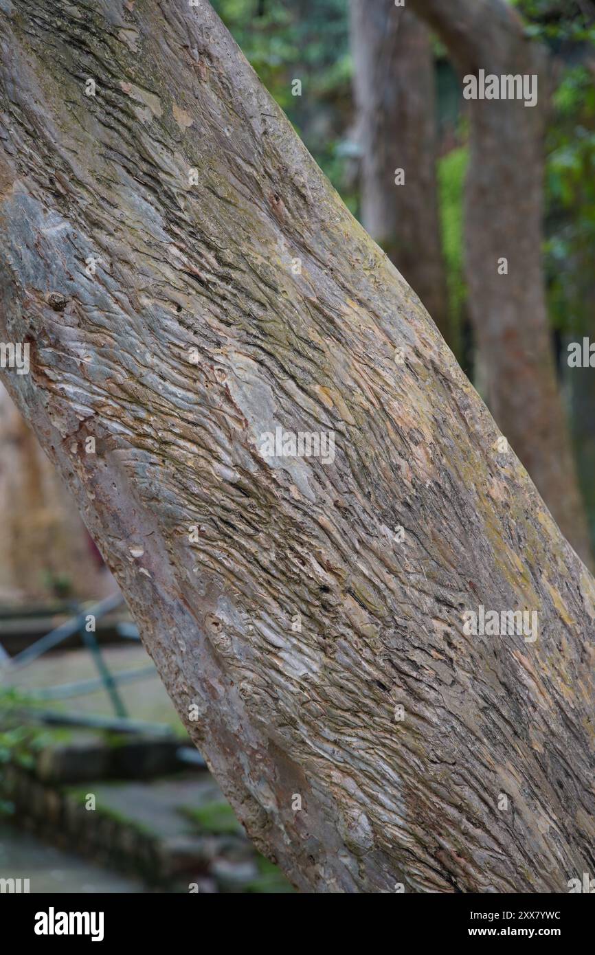 Krallenspuren des Faulbären, die beim Besteigen eines Terminalia arjuna Baumes auf der Suche nach Honig hinterlassen wurden, sind an der Pandav Falls in Panna zu sehen Stockfoto