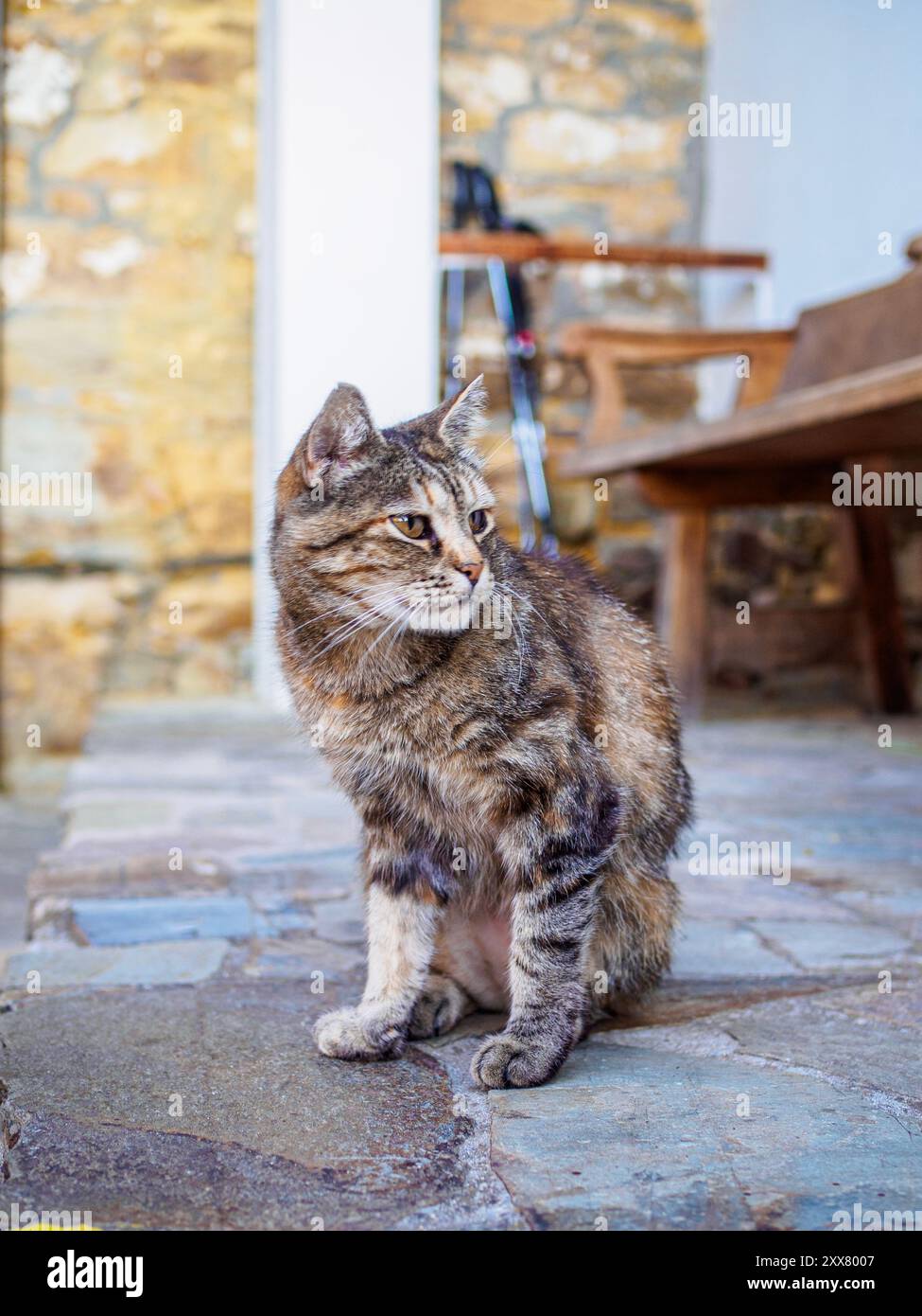 Eine Nahaufnahme einer Tabbykatze mit fokussiertem Ausdruck, die draußen auf einem Steinboden sitzt. Stockfoto