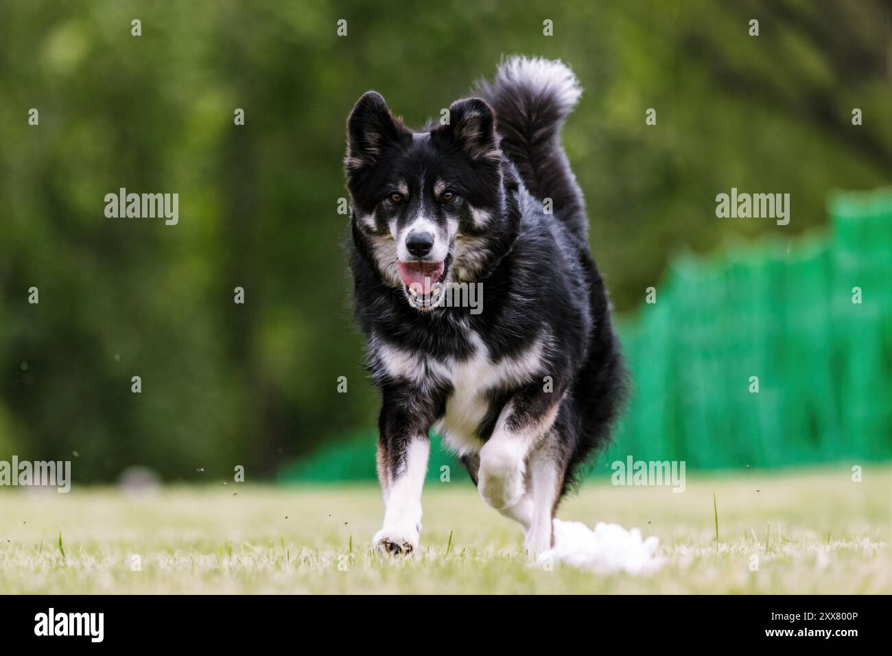 Husky Malamute Mixed Breed Mutt Dog Running Lure Course Dog Sport Stockfoto