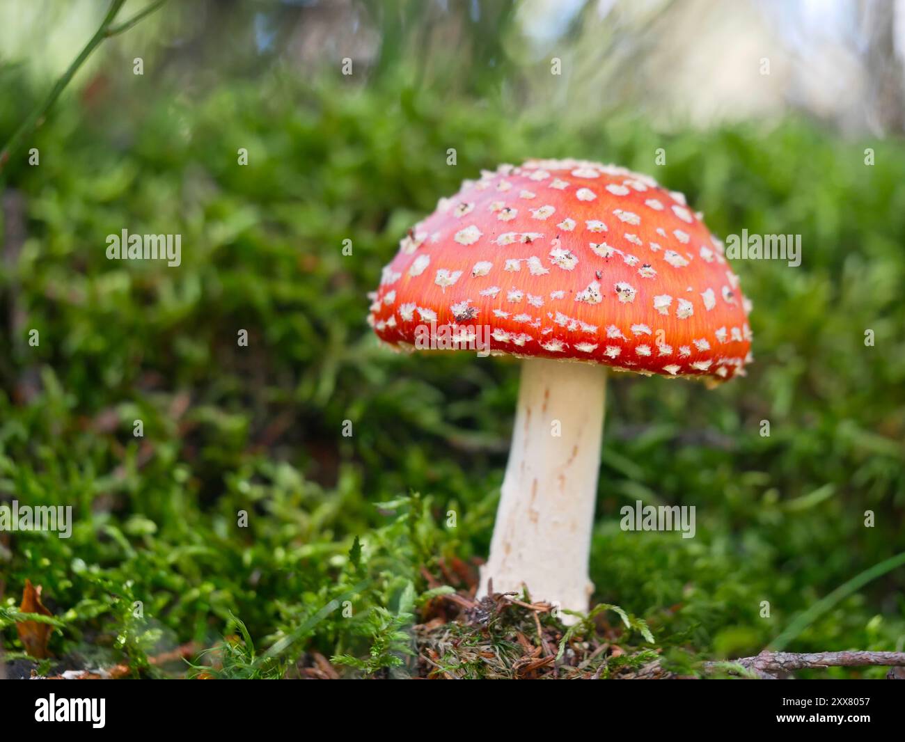 Einzelner Rotfliege-Agarpilz auf Mooswald-Boden Stockfoto