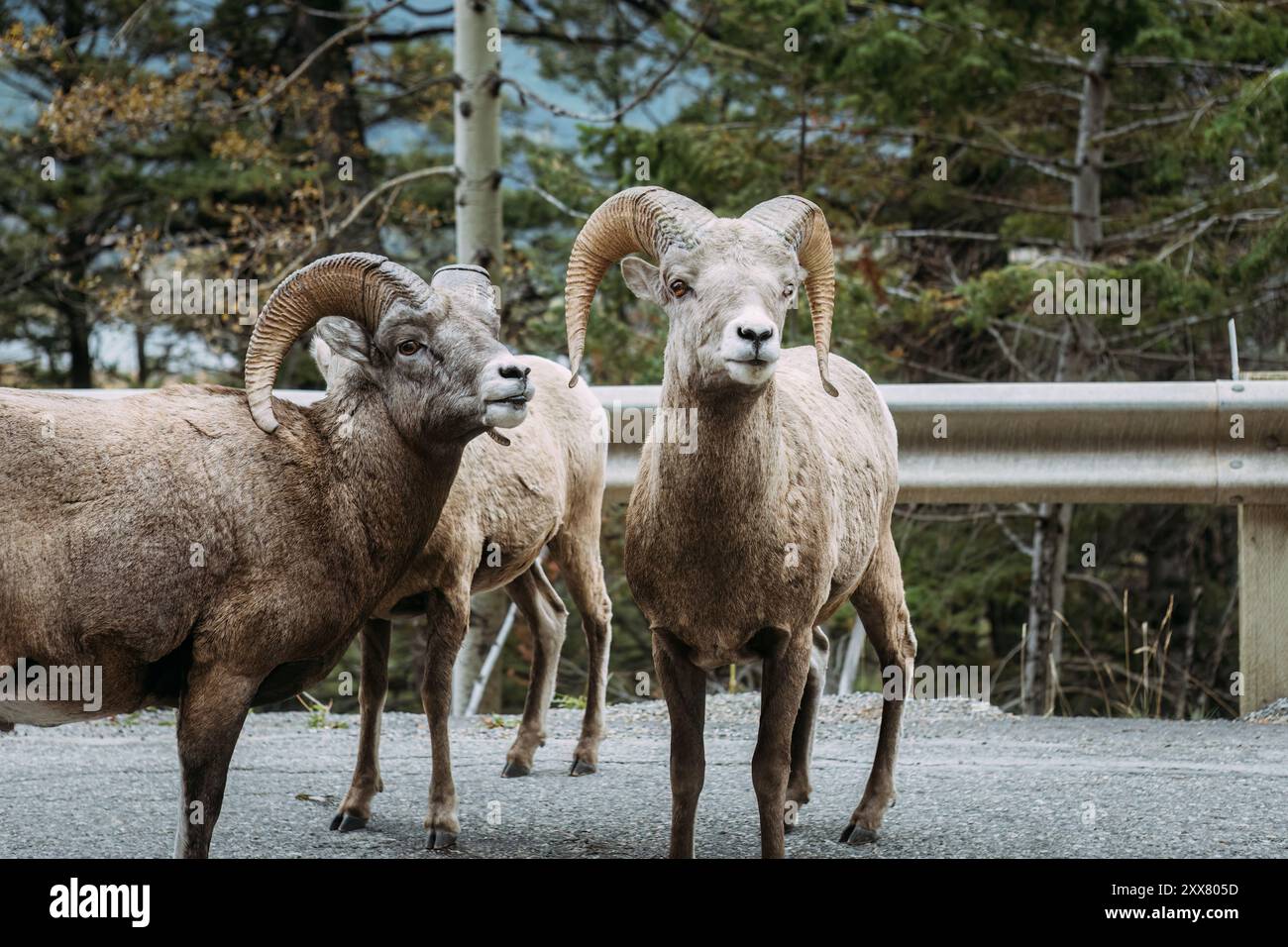 Nahaufnahme von Dickhornschafen am Straßenrand im Banff National Park Stockfoto