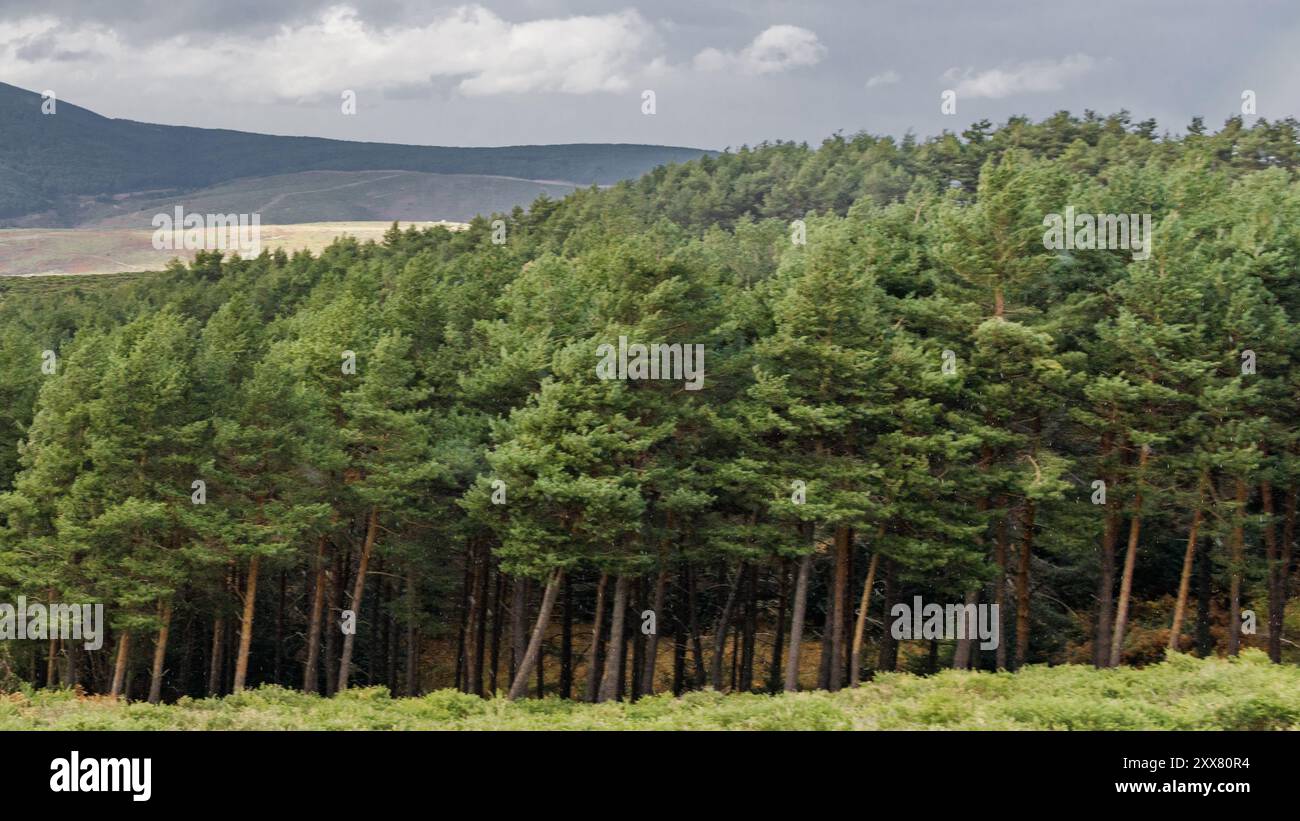 Verfremdete Bäume, die vom Wind geschlagen wurden Stockfoto
