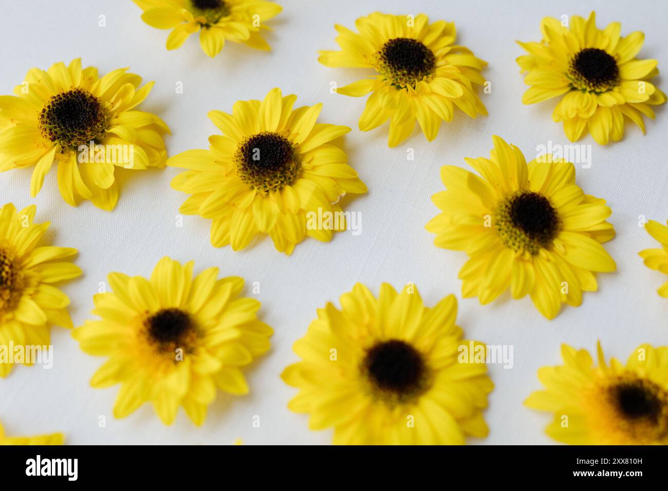 Hellgelbe Sonnenblumen auf weißem Hintergrund Stockfoto