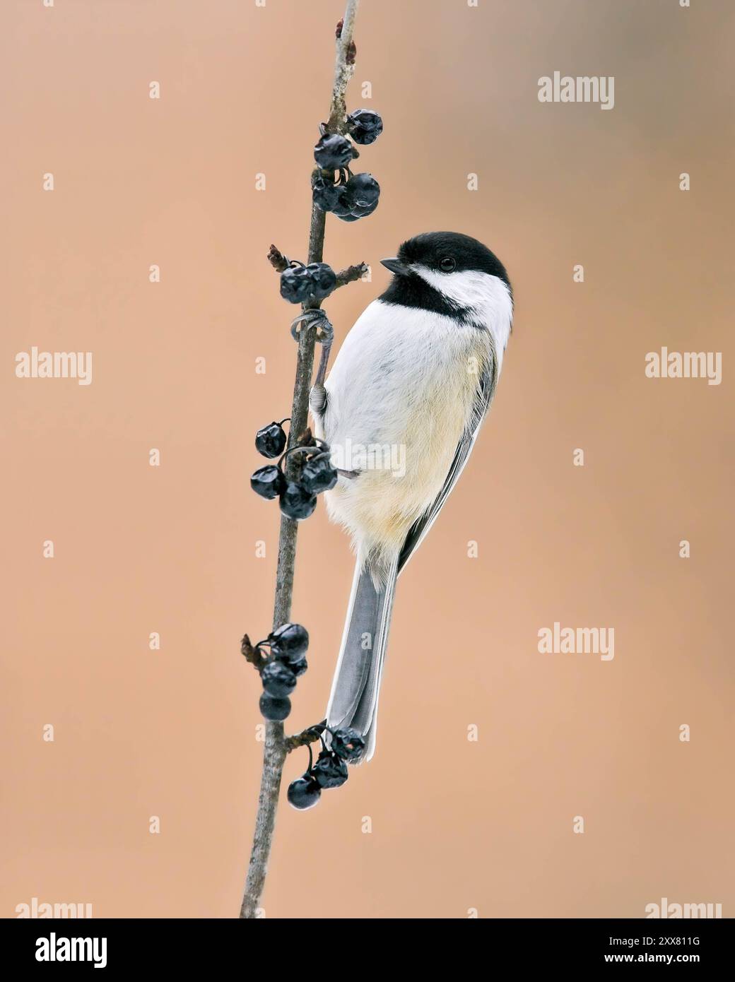 Winter Chickadee auf Berry Branch Stockfoto