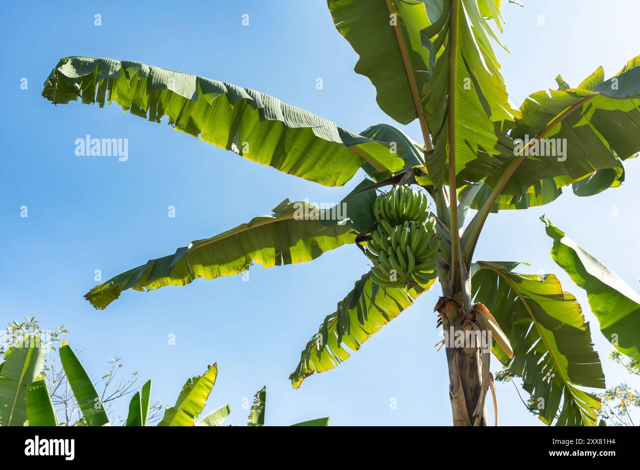 Bananenbaum mit Bananen - Blue Sky Green verlässt Kolumbien Stockfoto