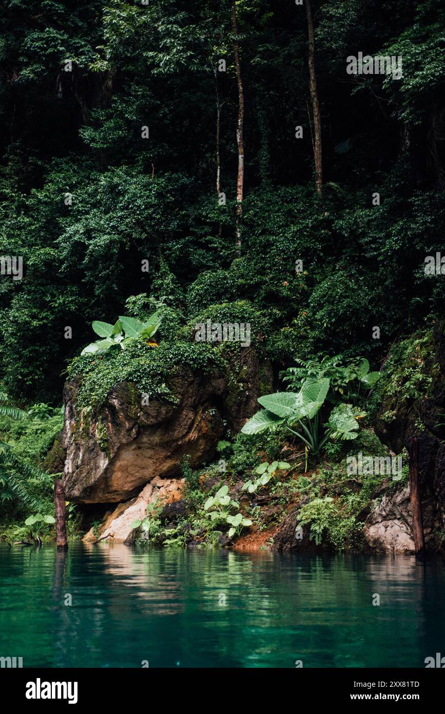 Wildes Alocasia im Regenwald am Cheow Lan Lake, Khao Sok Stockfoto