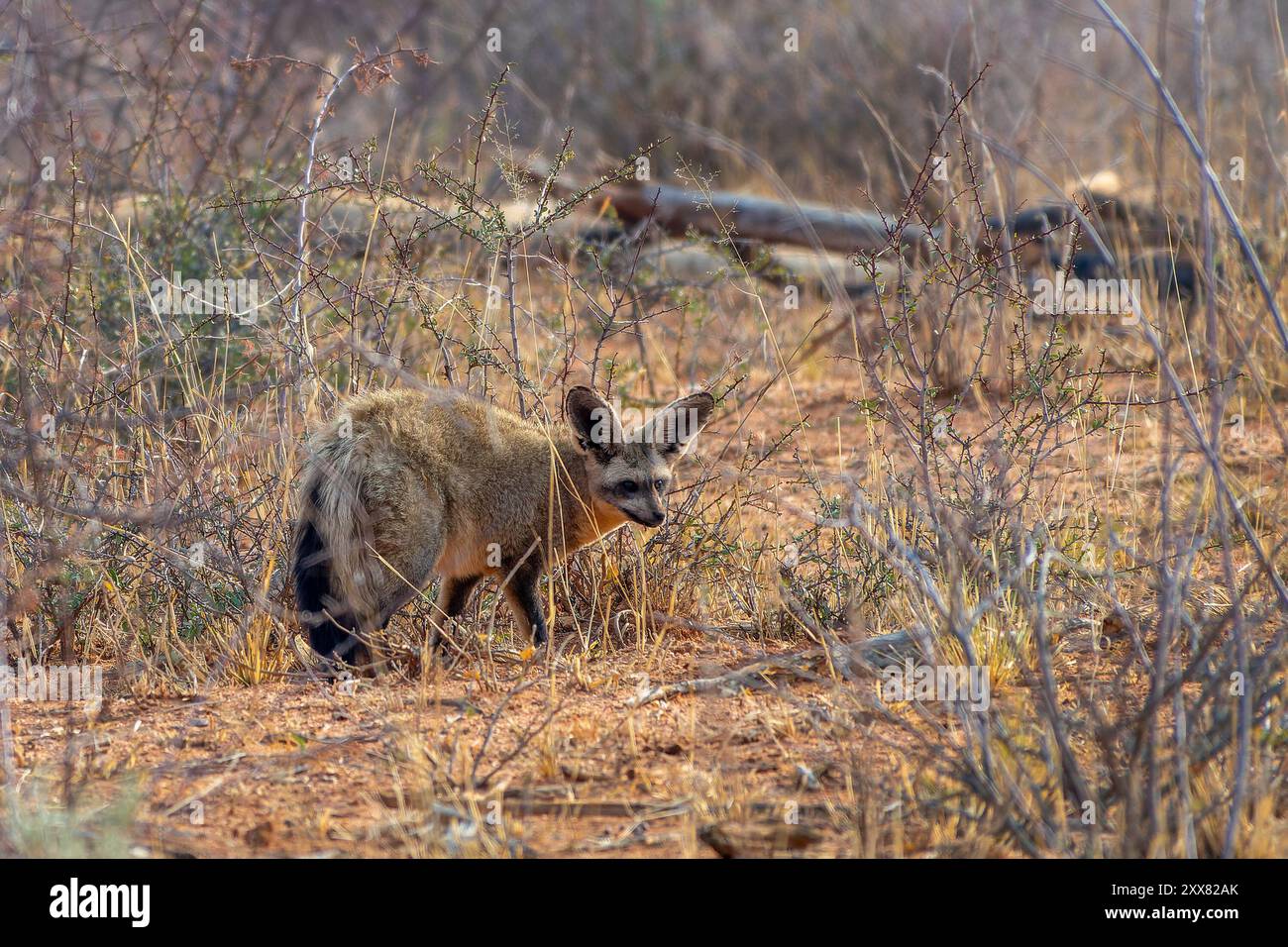 Foto eines seltenen Fledermausohrfuchses (Otocyon megalotis), Tierwelt in Namibia, Afrika Stockfoto
