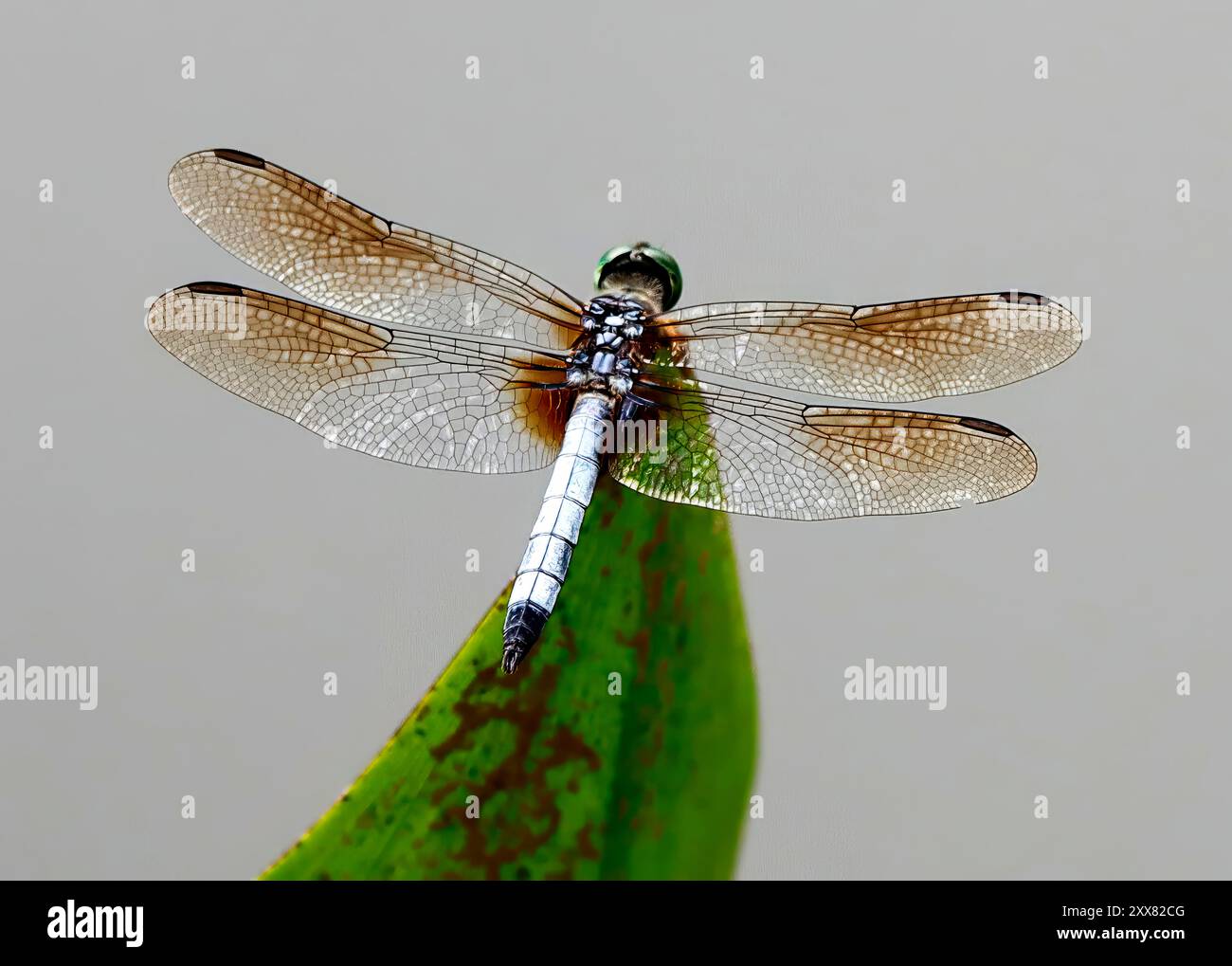 Lebendige Libelle aus nächster Nähe in der Natur Stockfoto